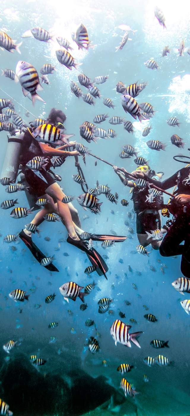 scuba divers underwater, surrounded by fish